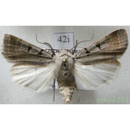 Eugnorisma glareosa (Esper, 1788) Czech42i